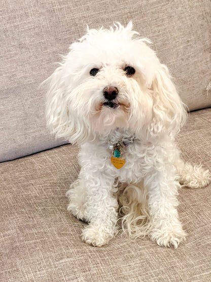 Ibiza for Lola - Gold Chain Dog Collar